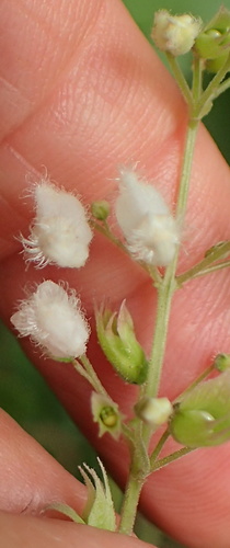 Image of Coleus gibbosus by no rights reserved