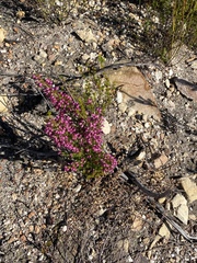 Erica nutans
