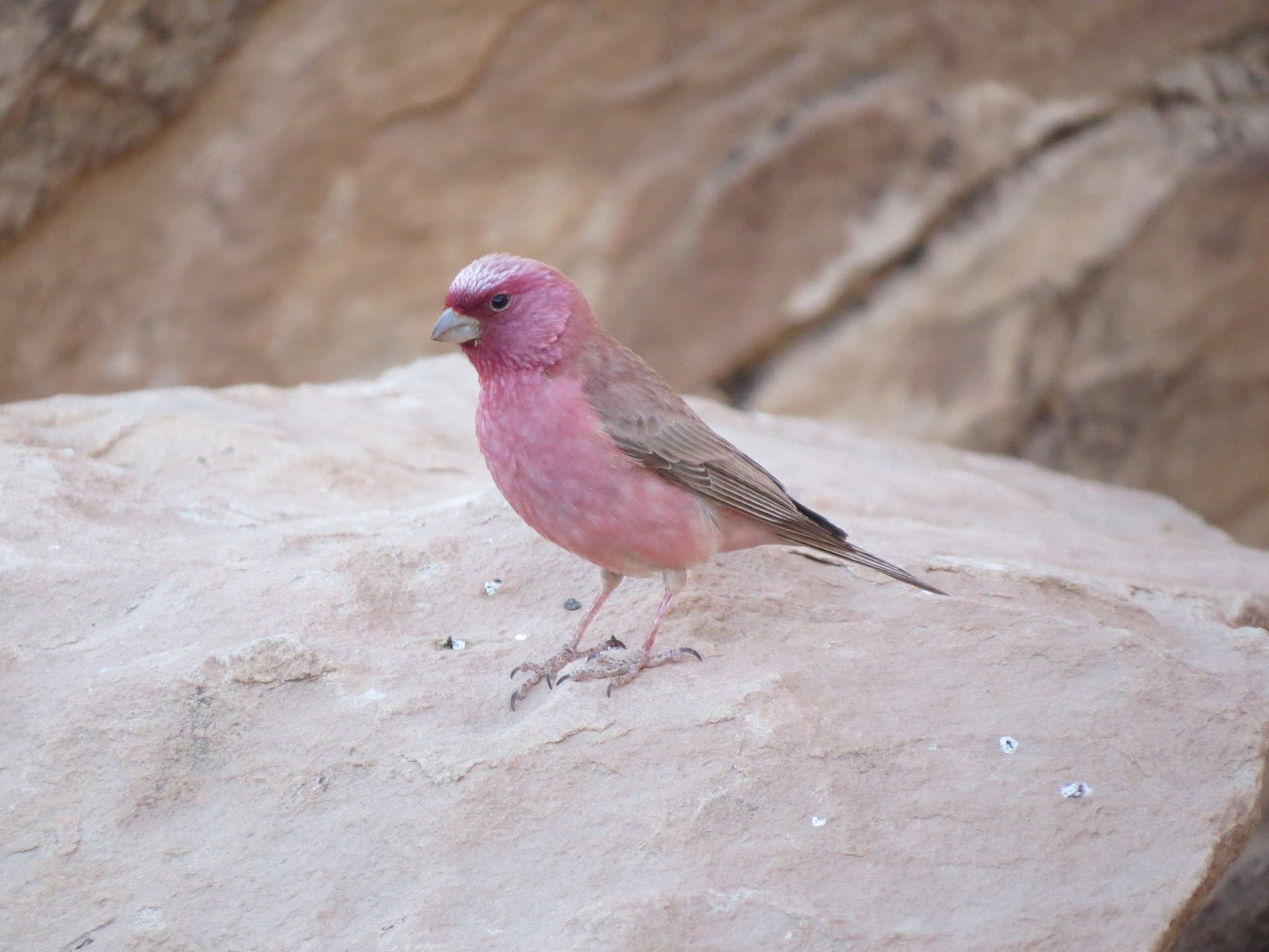 Sinai Rosefinch
