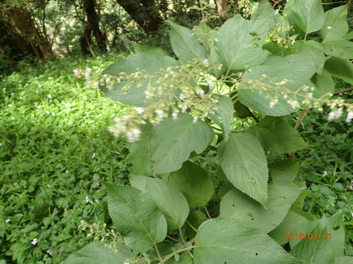 Image of Coleus gibbosus by no rights reserved