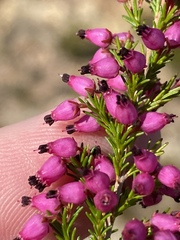 Erica nutans