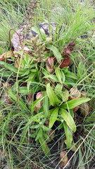 Nepenthes abalata