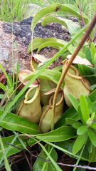 Nepenthes abalata