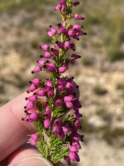 Erica nutans