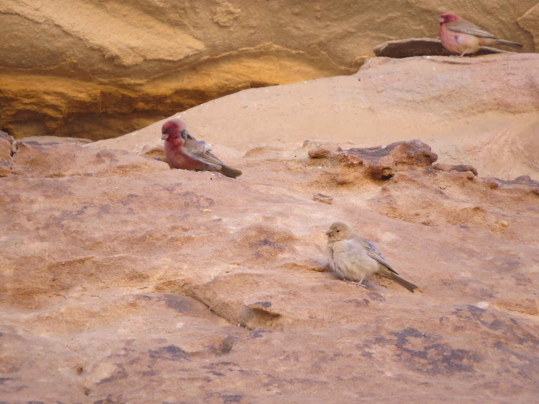 Sinai Rosefinch