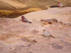 Carpodacus synoicus