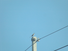 Mimus polyglottos