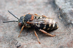 Epeolus variegatus