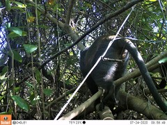 Cercopithecus mitis monoides