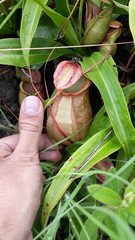 Nepenthes abalata