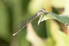 Enallagma durum