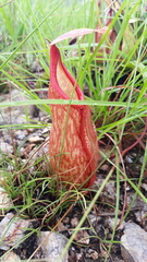 Nepenthes abalata