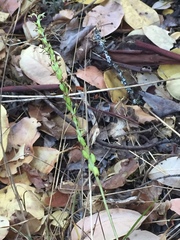 Platanthera transversa