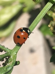 Coccinella septempunctata