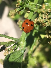 Coccinella septempunctata