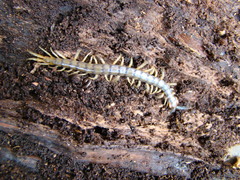 Cormocephalus rubriceps