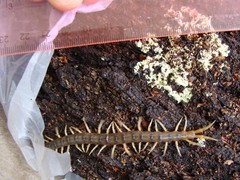 Cormocephalus rubriceps