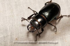Lucanus barbarossa
