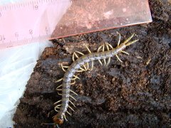 Cormocephalus rubriceps