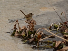 Prinia subflava affinis