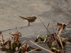 Prinia subflava affinis