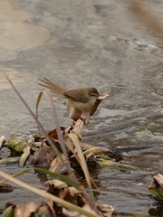 Prinia subflava affinis