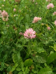 Trifolium pratense