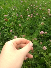 Trifolium pratense