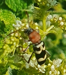 Chlorophorus trifasciatus