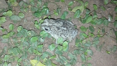 Rhinella humboldti