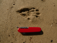 Cercopithecus mitis monoides