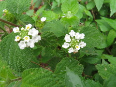 Lantana hirta