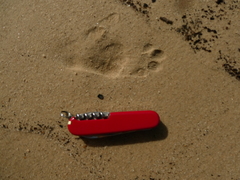 Cercopithecus mitis monoides