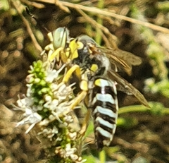 Bembicina