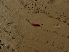 Cercopithecus mitis monoides