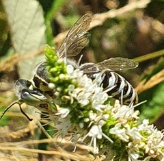 Bembicina