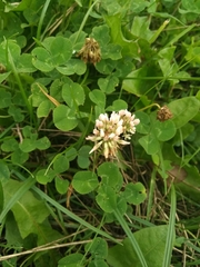 Trifolium repens