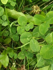 Trifolium repens