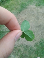 Trifolium repens
