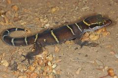 Cyrtodactylus deccanensis