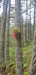 Tillandsia violacea