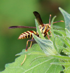 Polistes exclamans