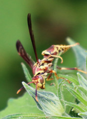 Polistes exclamans