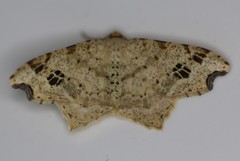 Macaria notata