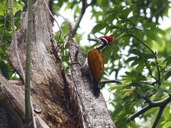 Chrysocolaptes guttacristatus