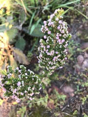 Erica mauritanica