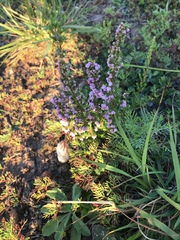Erica mauritanica