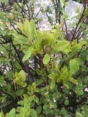 Lonicera involucrata
