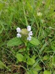 Prunella vulgaris