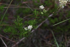 Polygonum dentoceras